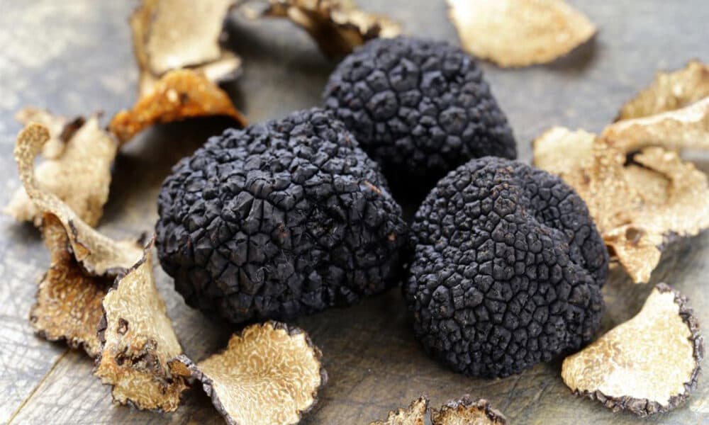 Aurul ascuns al Moldovei: trufele rare, noua șansă pentru agricultură de elită