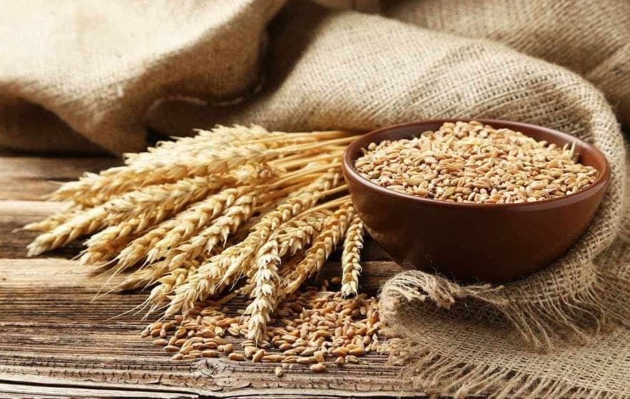 Calitatea grâului în Moldova s-a înrăutățit — experții avertizează asupra riscurilor pentru export