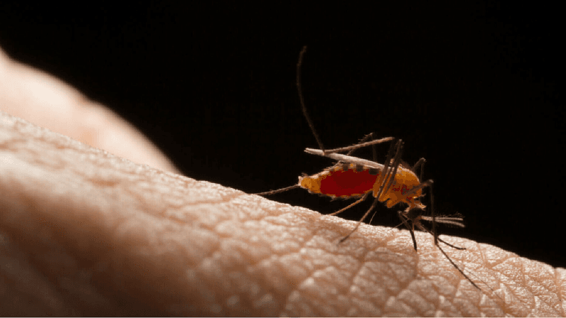 O boală mortală incurabilă se răspândește rapid în SUA. De ce gândacul care o transmite a fost numit „insecta care sărută”